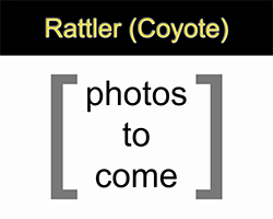 Rattler (Coyote)